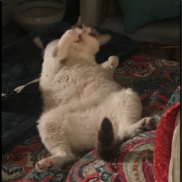 To Bookmark ChoosyShop’s Closet, Like this Listing - Picture 8 of 16